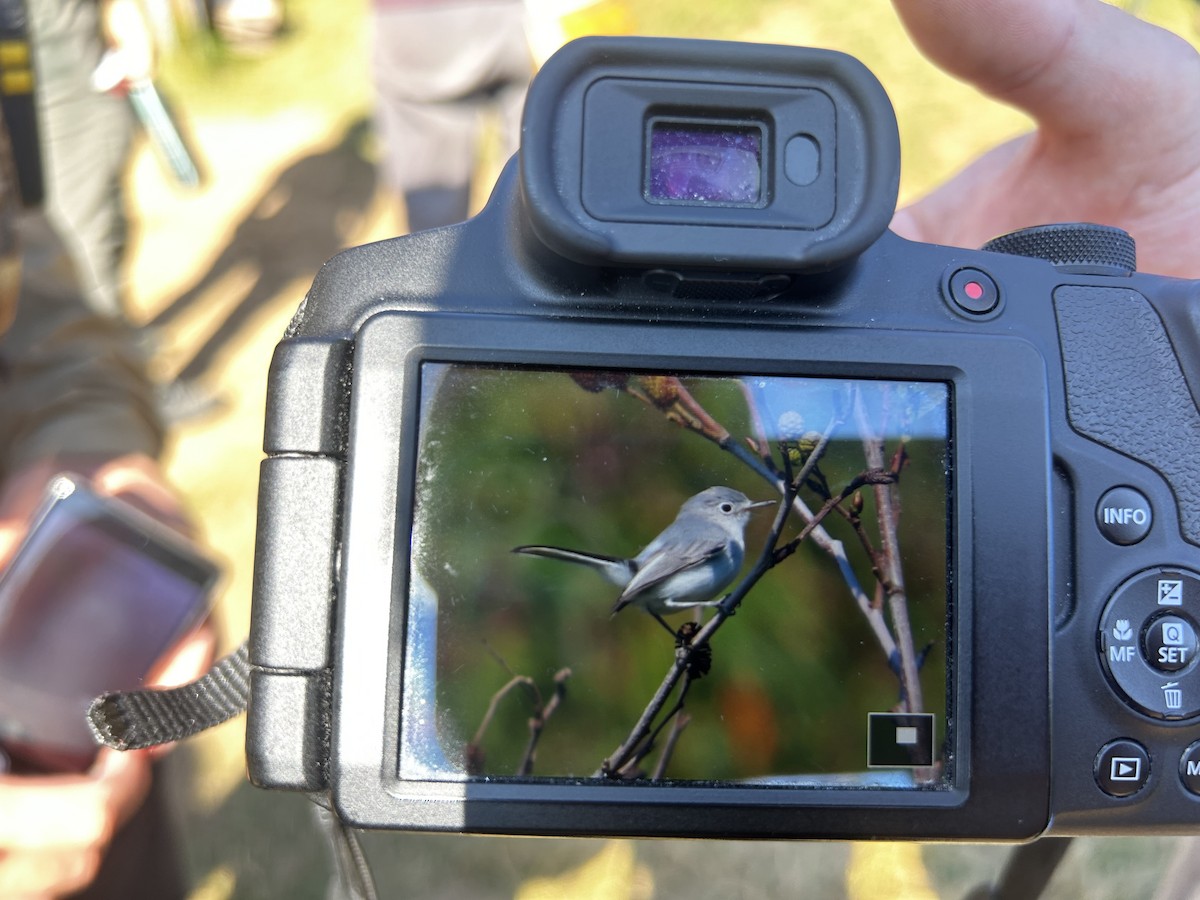 Blue-gray Gnatcatcher - ML641605599