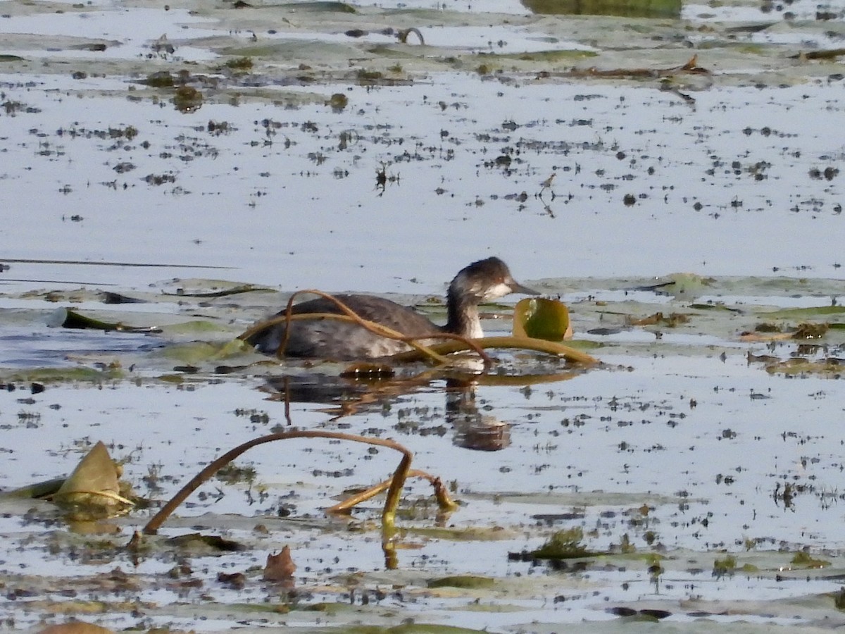 Eared Grebe - ML641605612