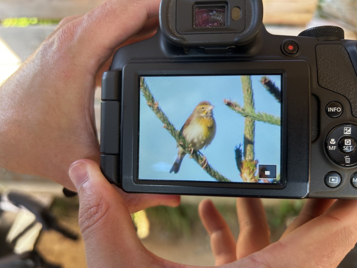 Dickcissel - ML641605627