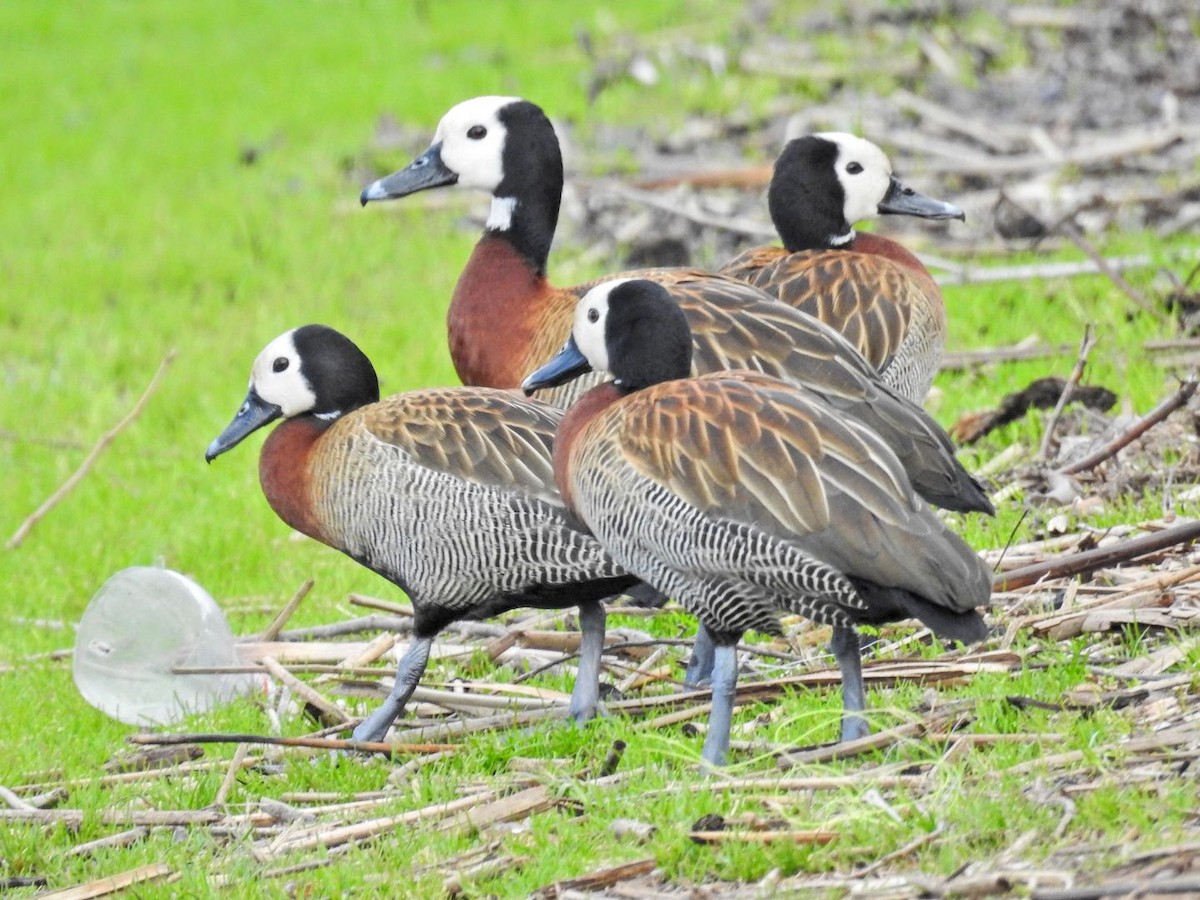 Dendrocygne veuf - ML641605745