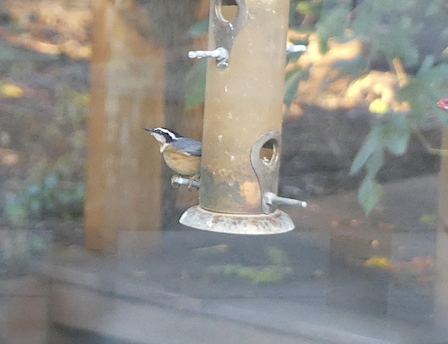 Red-breasted Nuthatch - ML641605762