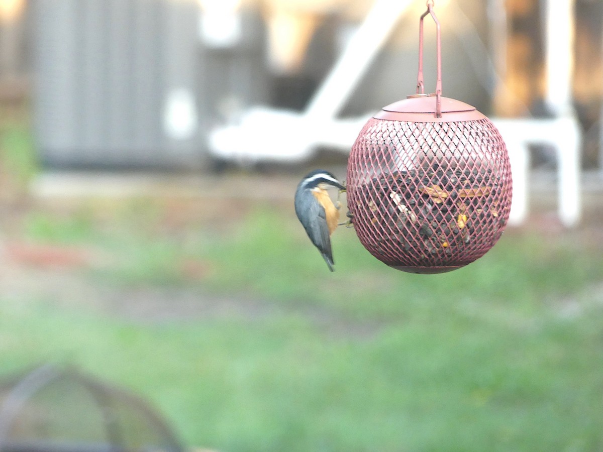 Red-breasted Nuthatch - ML641605763