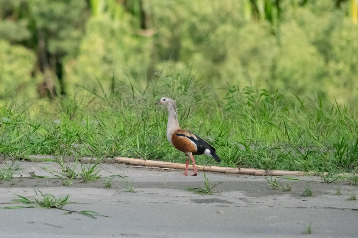 Orinoco Goose - ML641605878