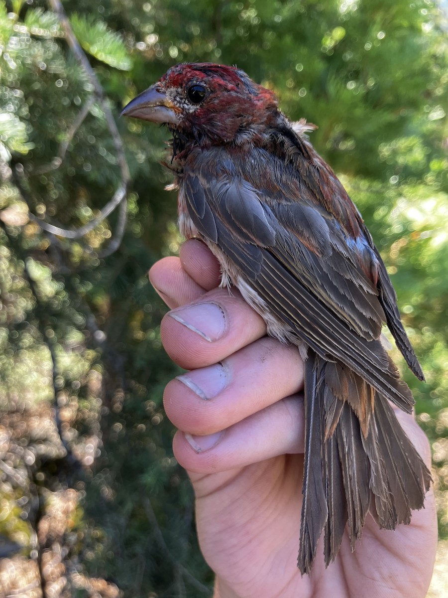 Purple Finch (Western) - ML641605887
