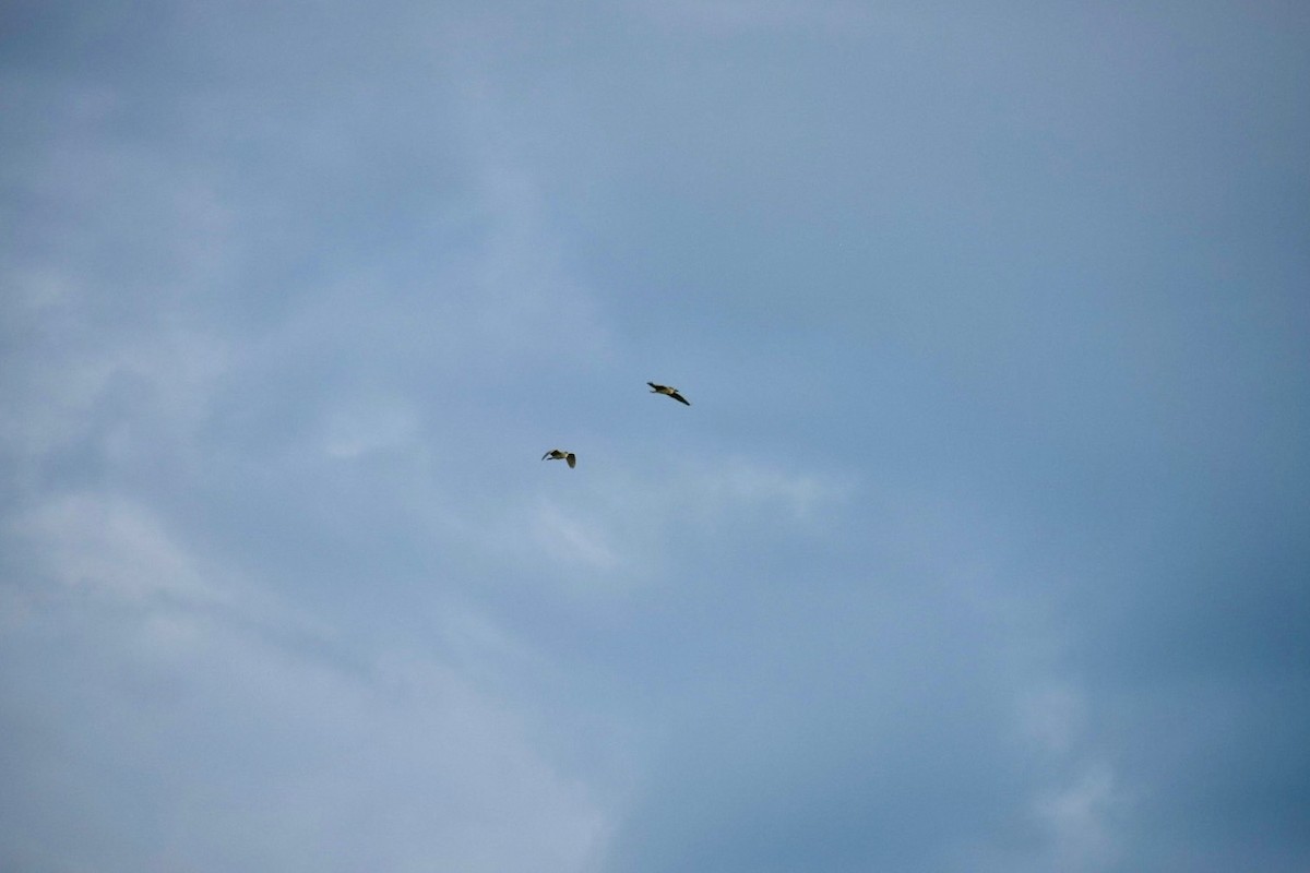 Black-crowned Night Heron (Eurasian) - ML641605919