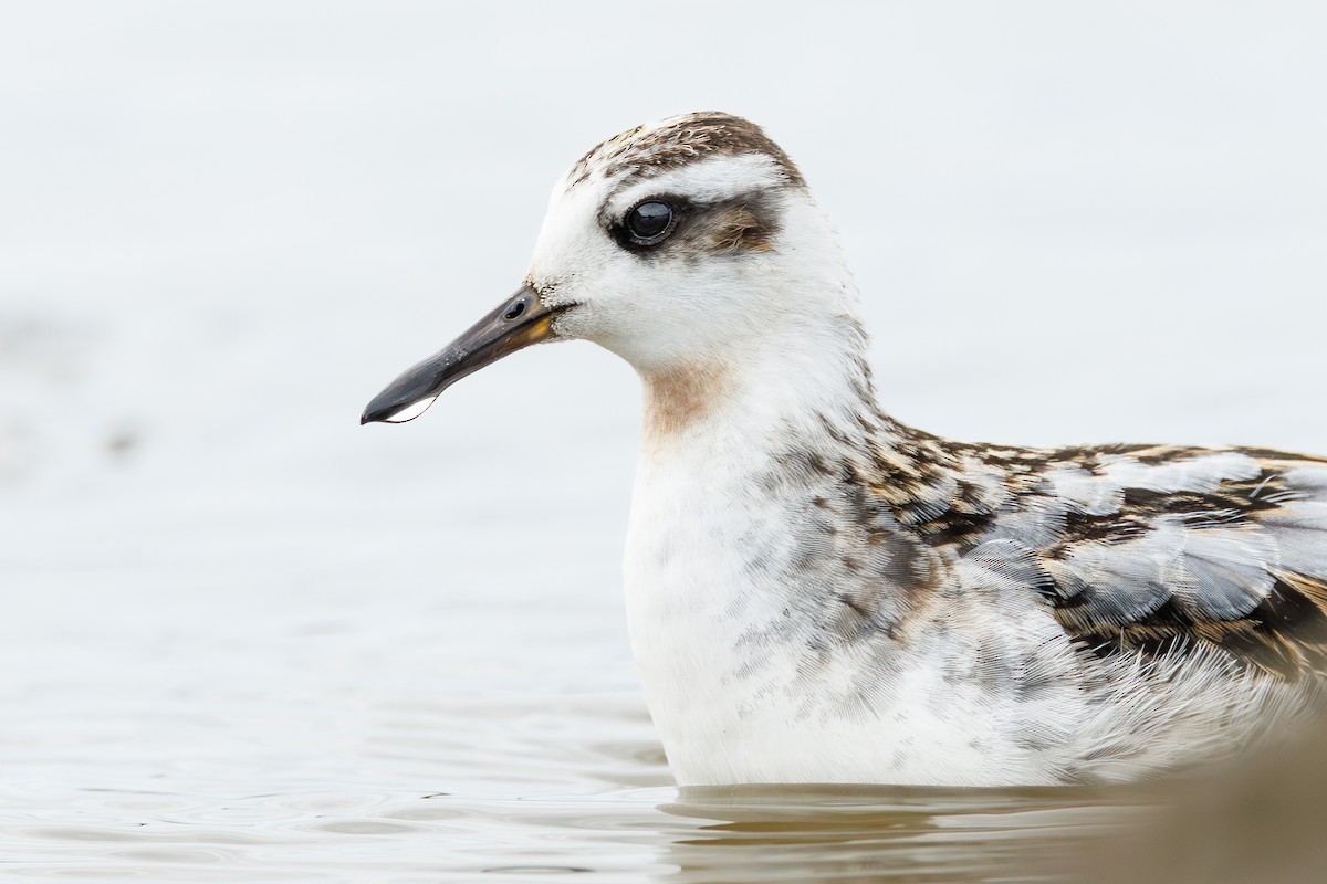 Red Phalarope - ML641605940