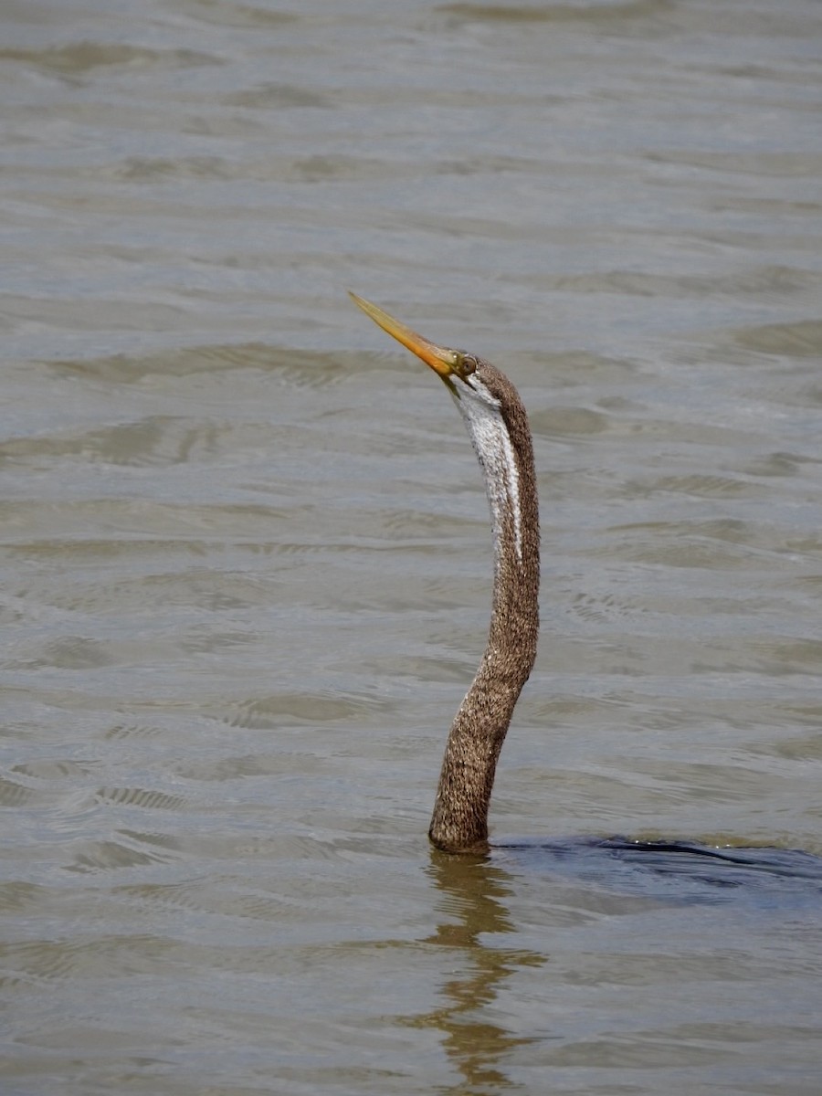 Oriental Darter - ML641605943
