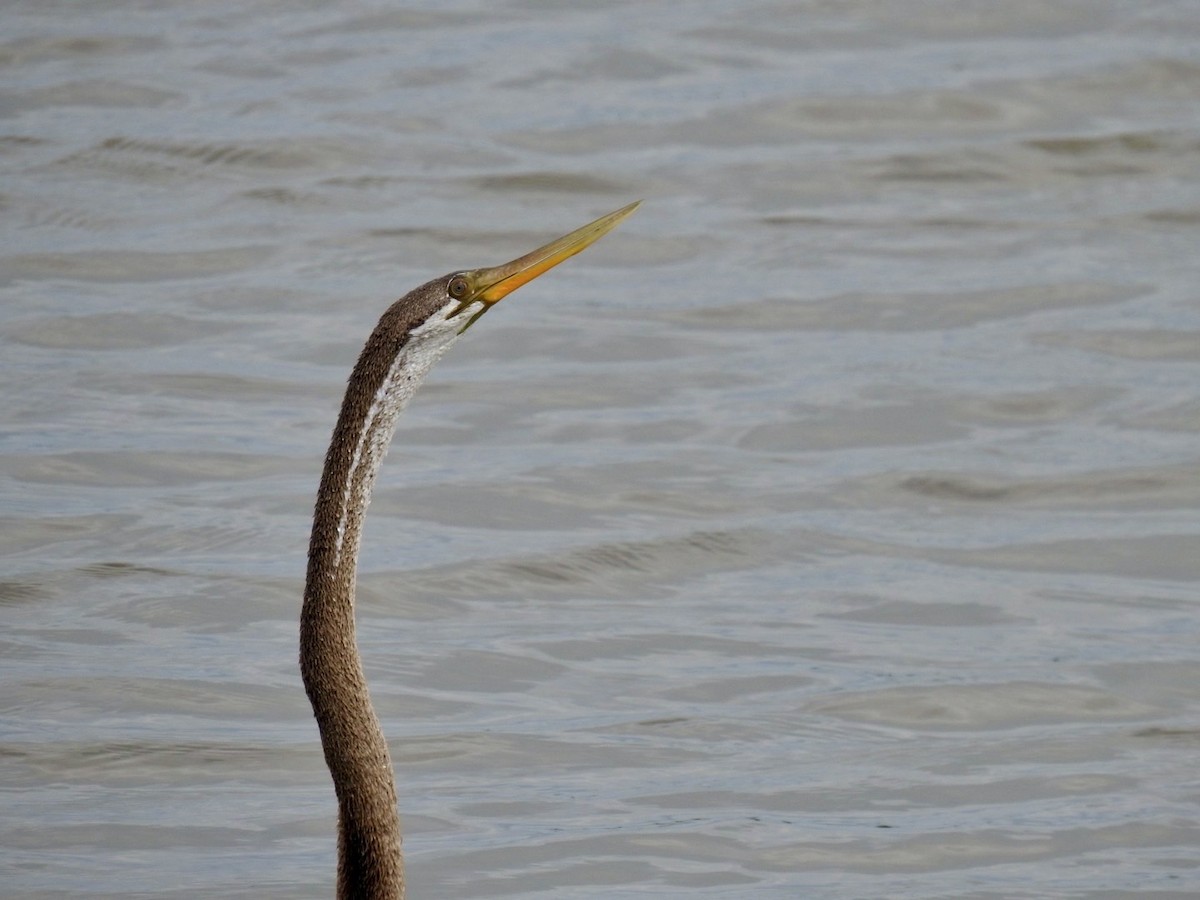 Oriental Darter - ML641605944