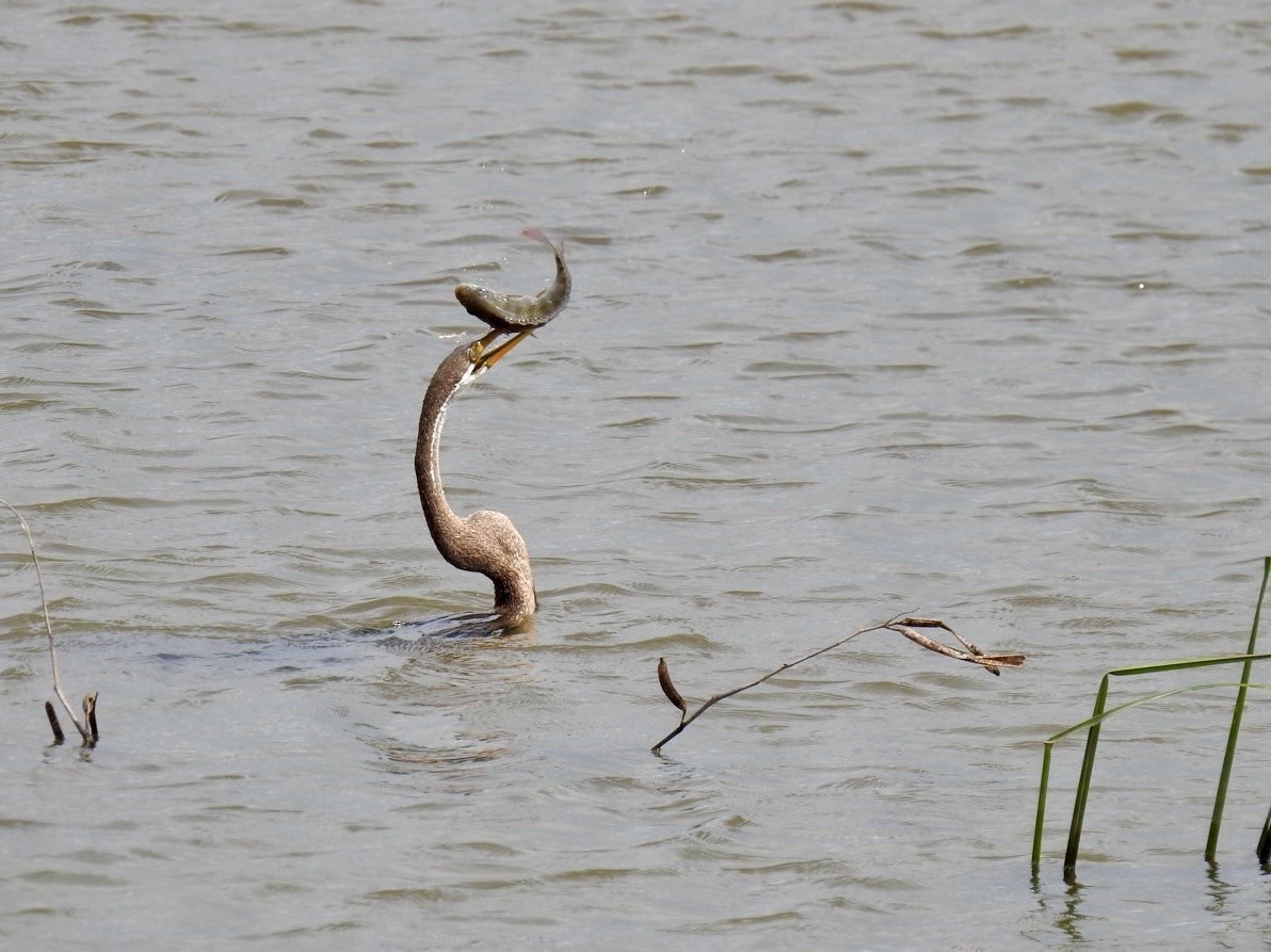 Oriental Darter - ML641605945