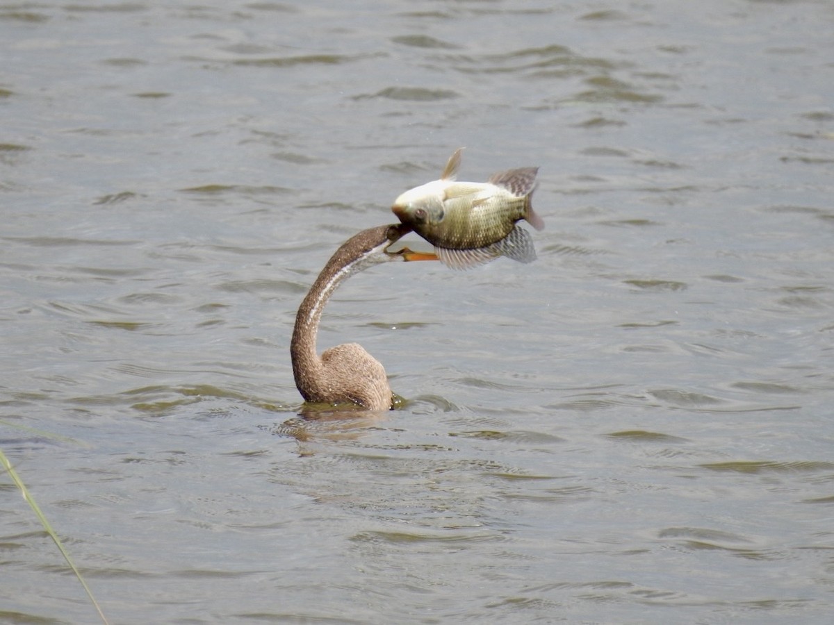 Oriental Darter - ML641605946