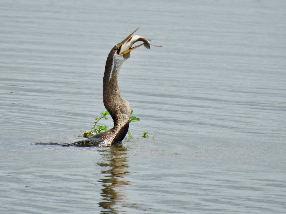 Oriental Darter - ML641605947