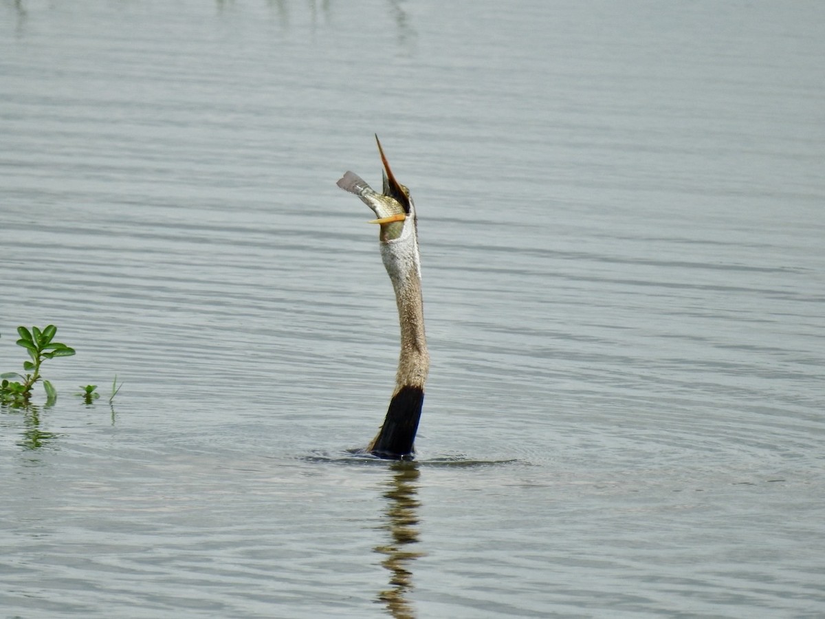 Oriental Darter - ML641605948