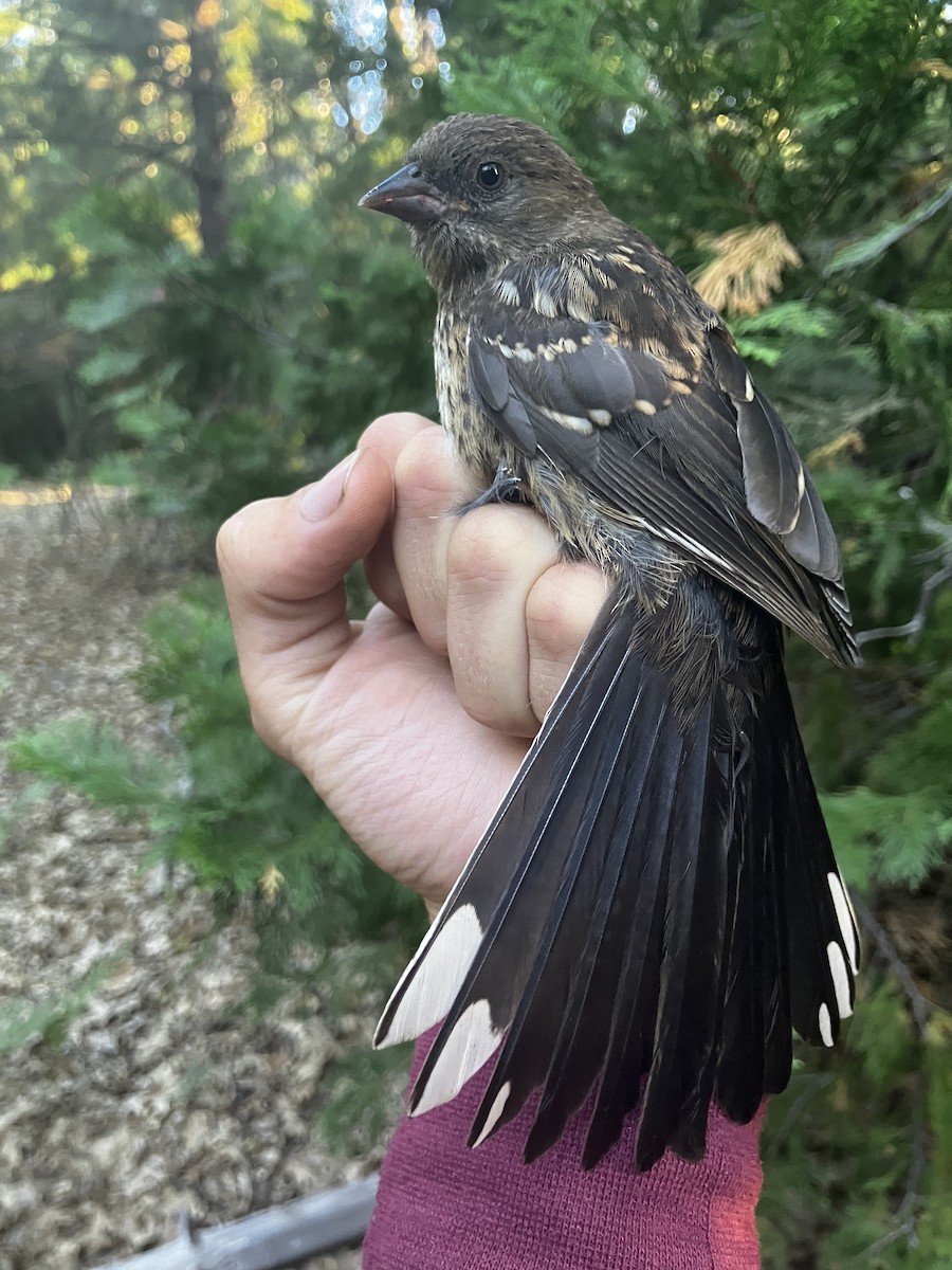 Spotted Towhee - ML641605951