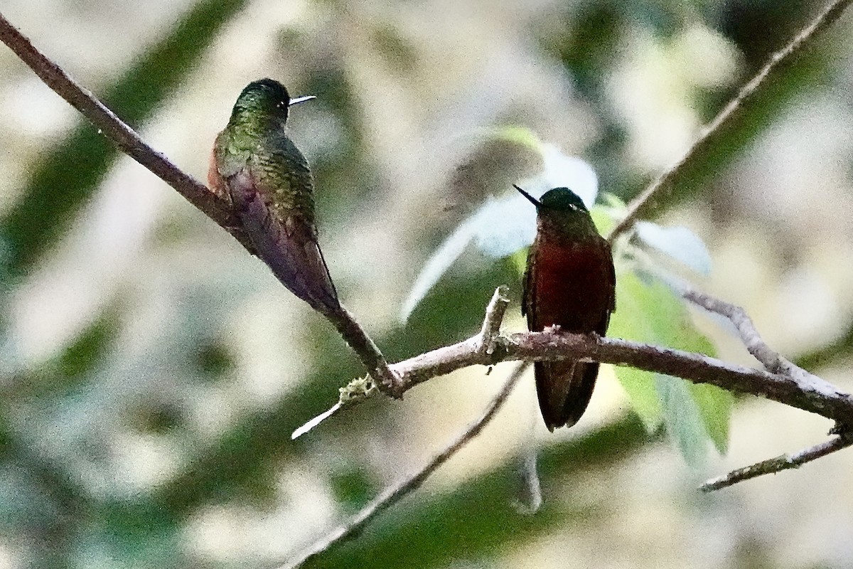 Rotbauchkolibri - ML641605973