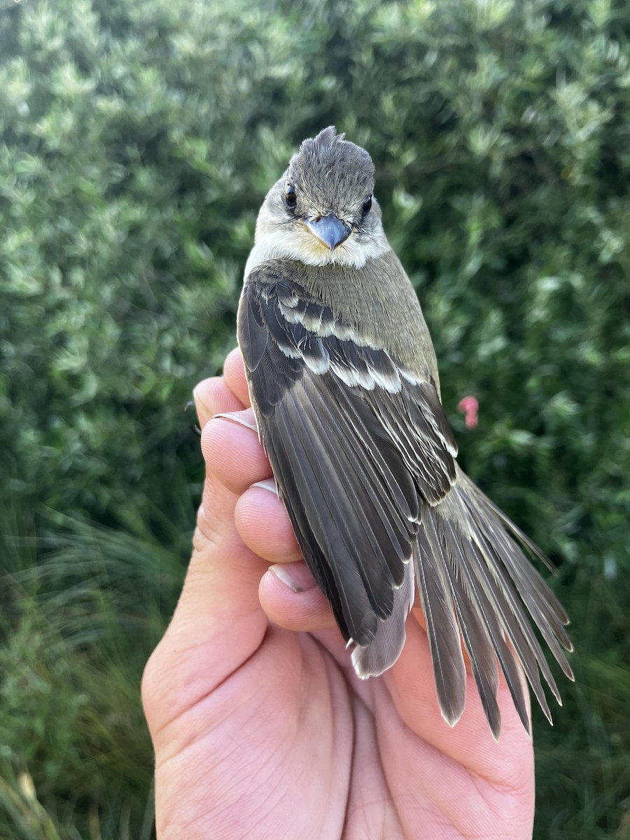 Willow Flycatcher - ML641606051