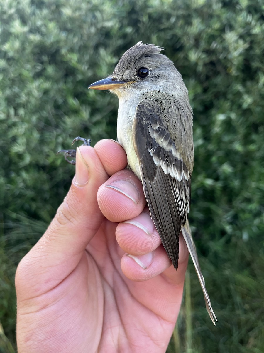 Willow Flycatcher - ML641606052