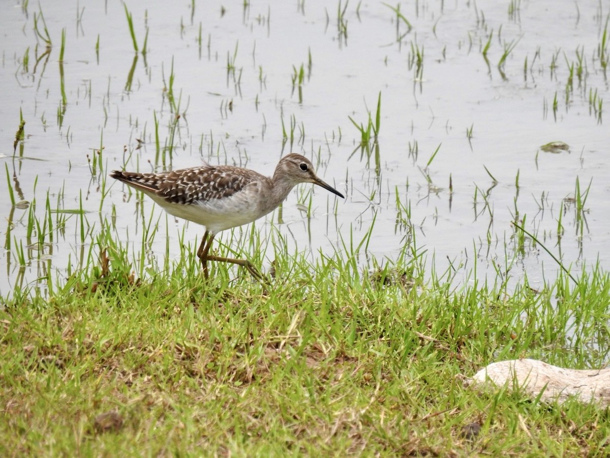 Wood Sandpiper - ML641606061