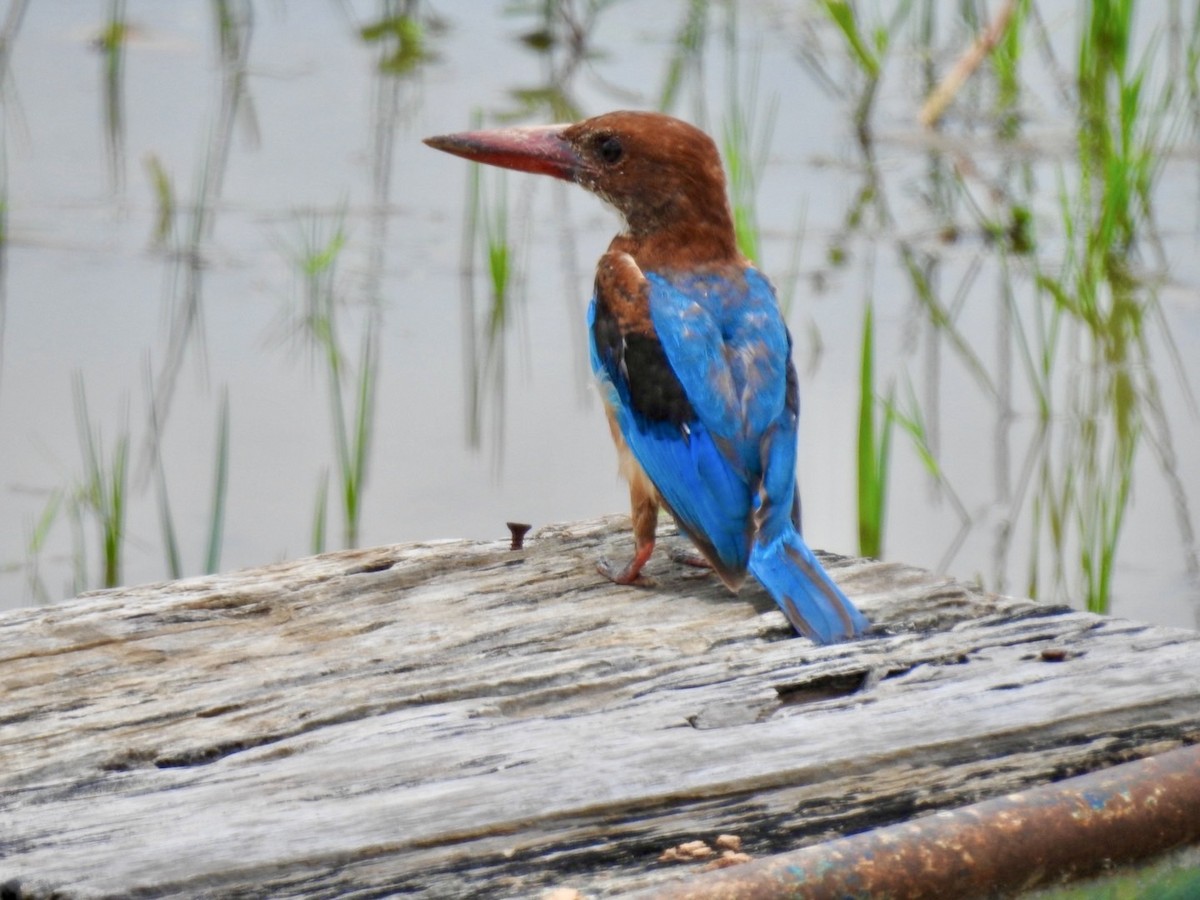 White-throated Kingfisher - ML641606073