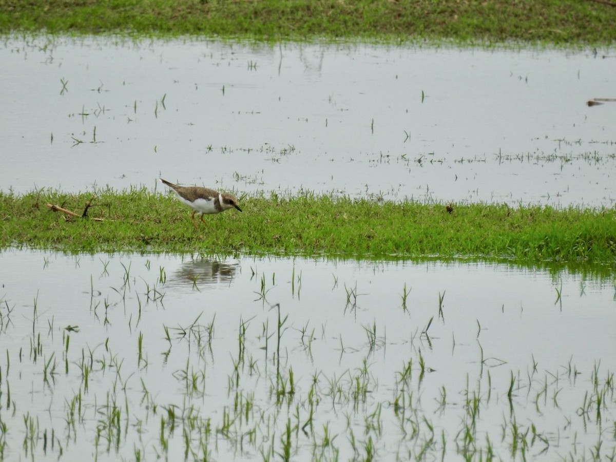 Little Ringed Plover - ML641606081