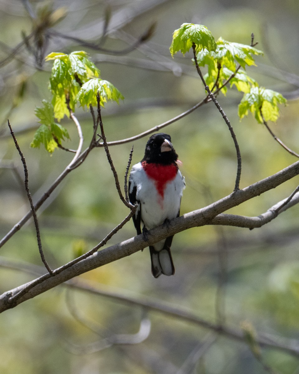 Rose-breasted Grosbeak - ML641606082