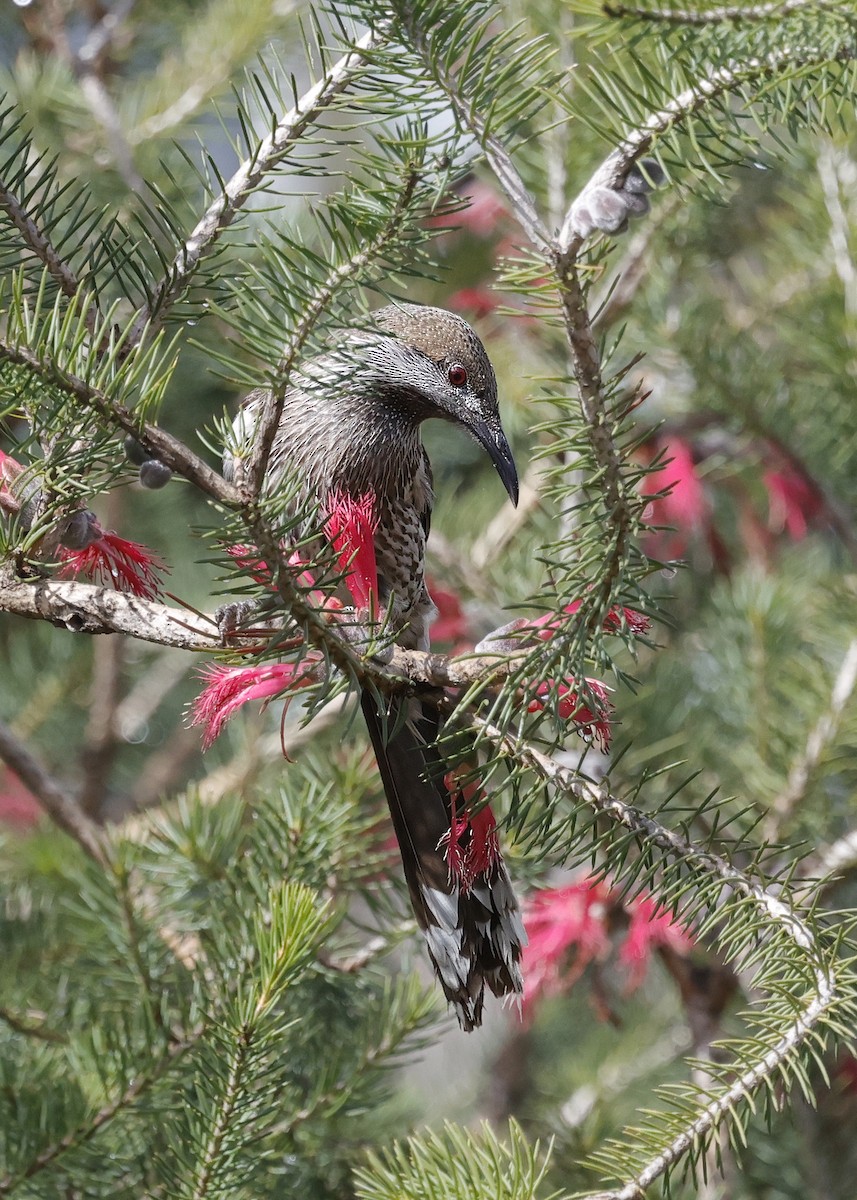 Western Wattlebird - ML641606087