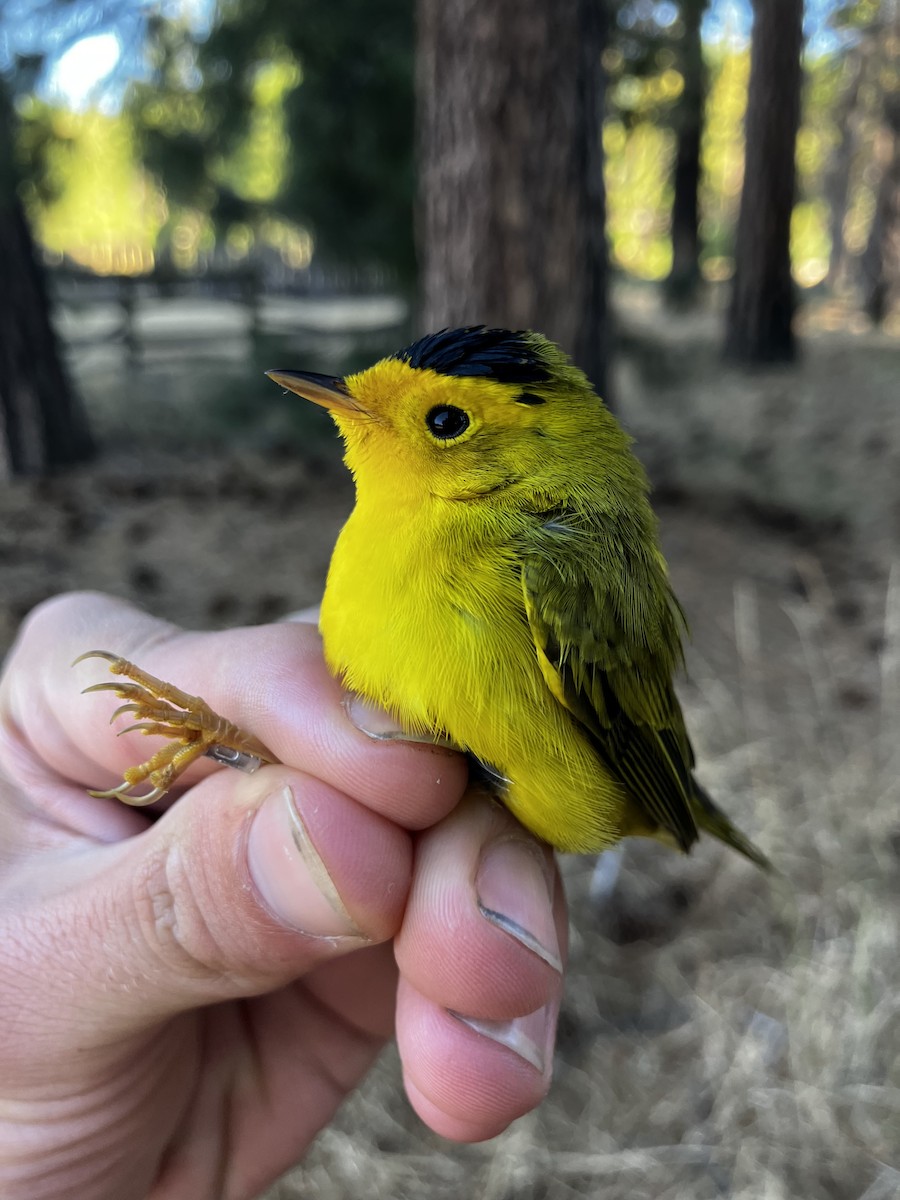 Wilson's Warbler - ML641606089
