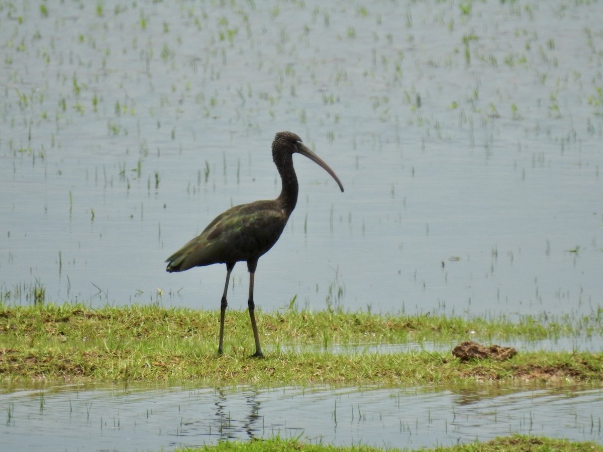 Glossy Ibis - ML641606091