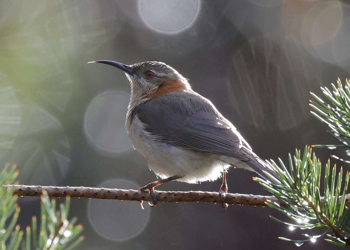 Western Spinebill - ML641606092