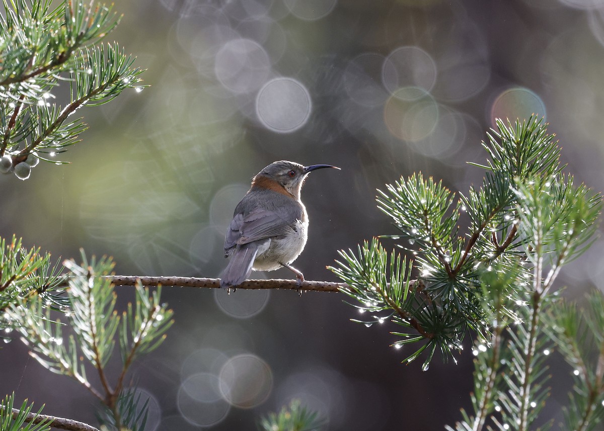 Western Spinebill - ML641606093