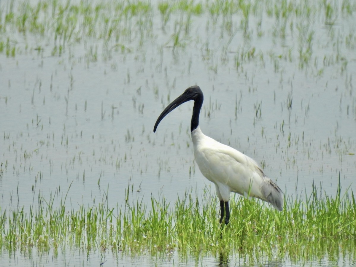 Black-headed Ibis - ML641606094