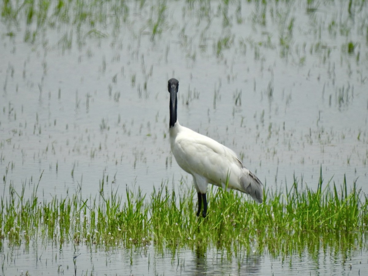 Black-headed Ibis - ML641606095