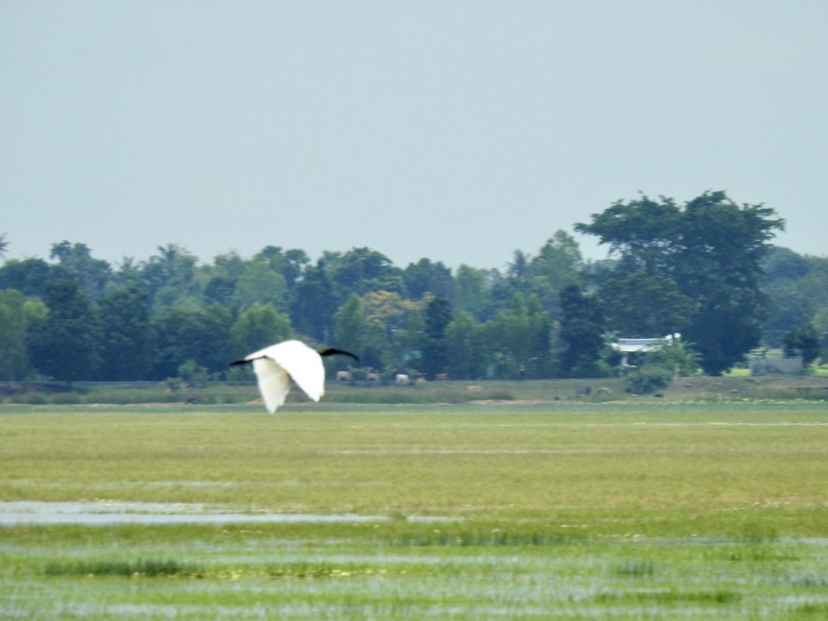 Black-headed Ibis - ML641606096