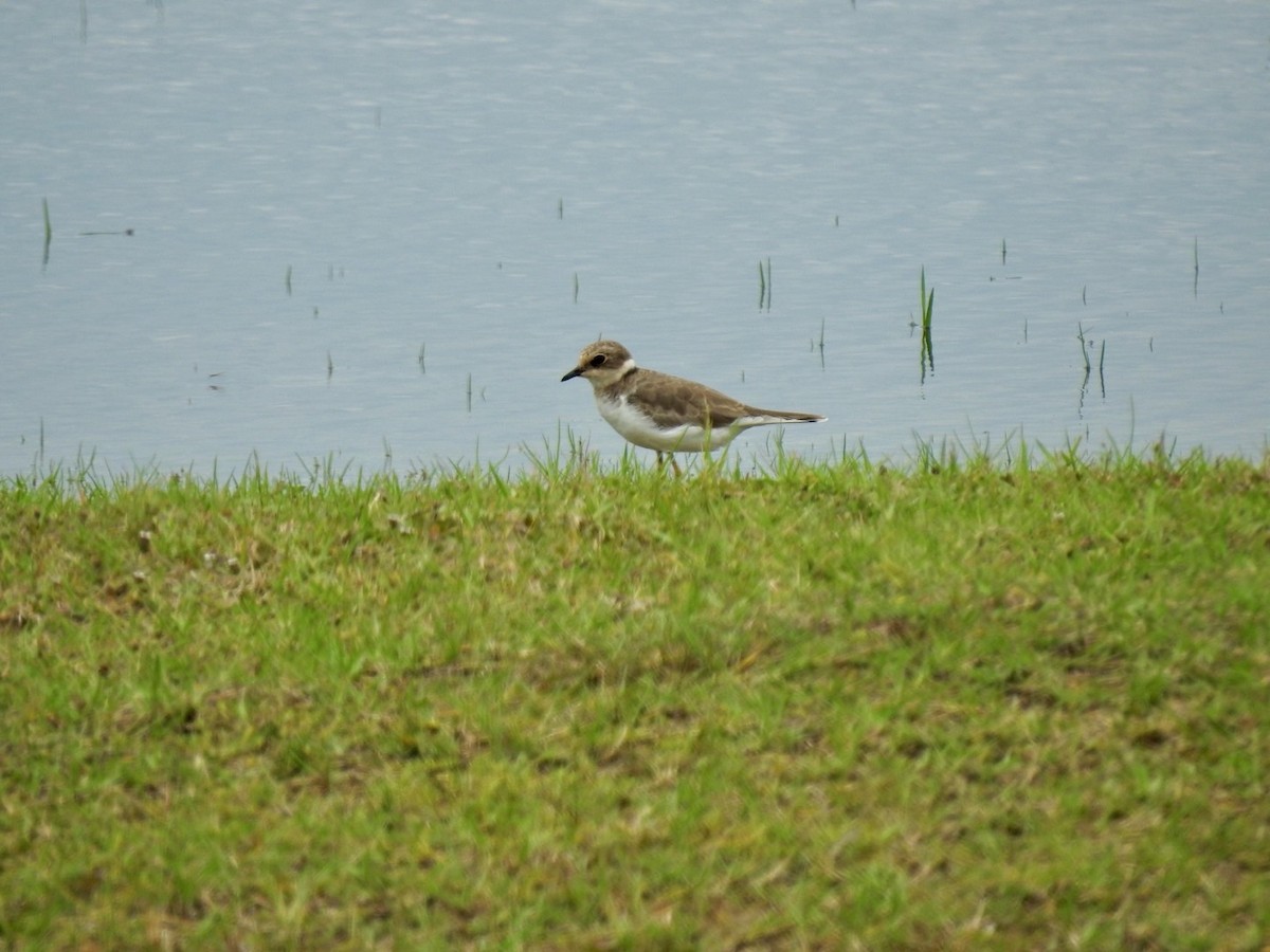 Little Ringed Plover - ML641606098
