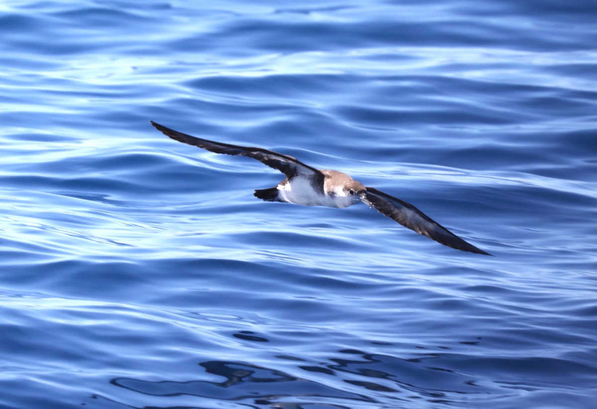 Puffin des Sargasses - ML641606100