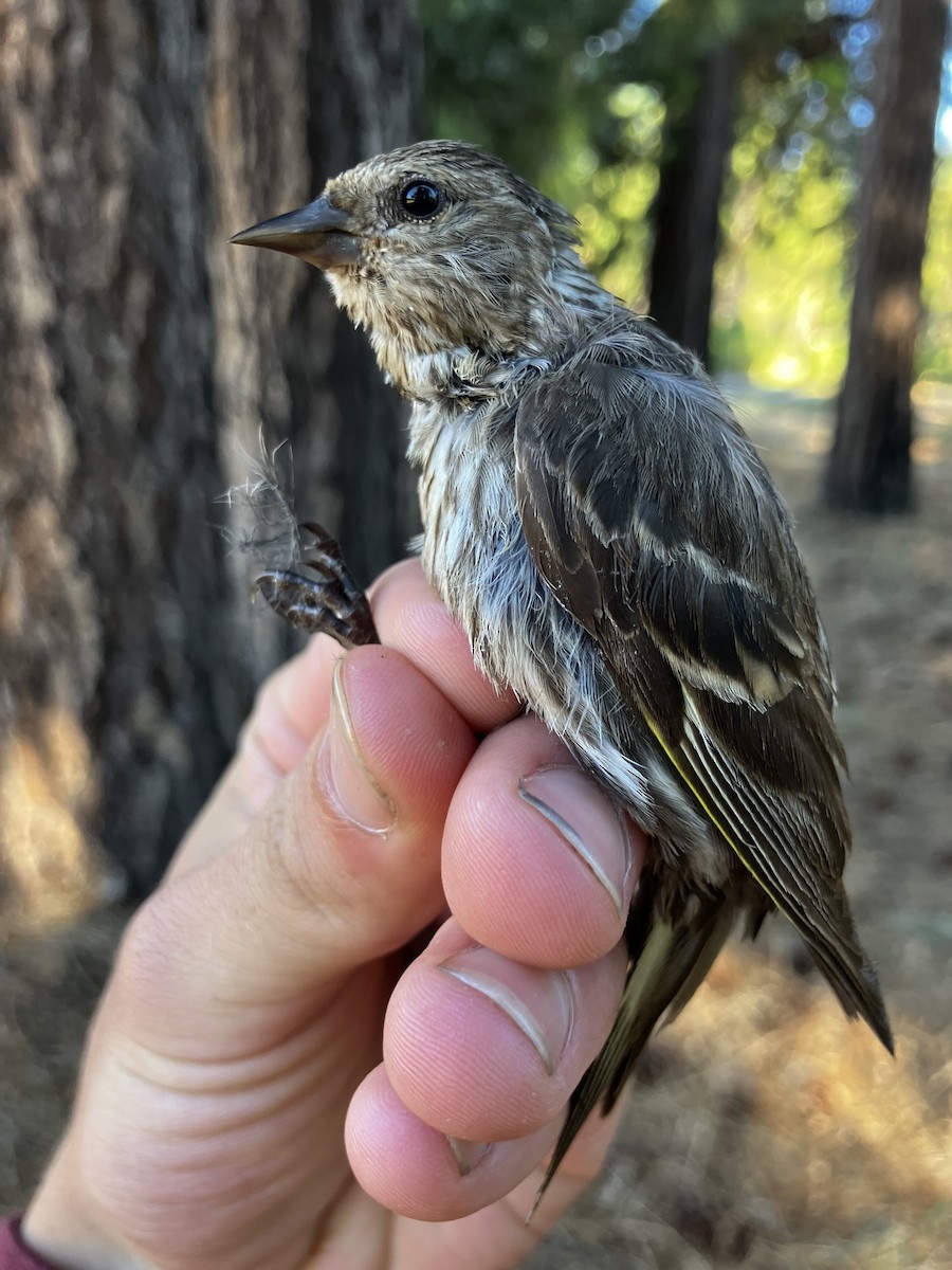 Pine Siskin - ML641606101
