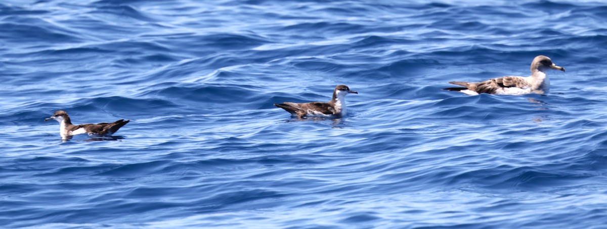 Puffin des Sargasses - ML641606103