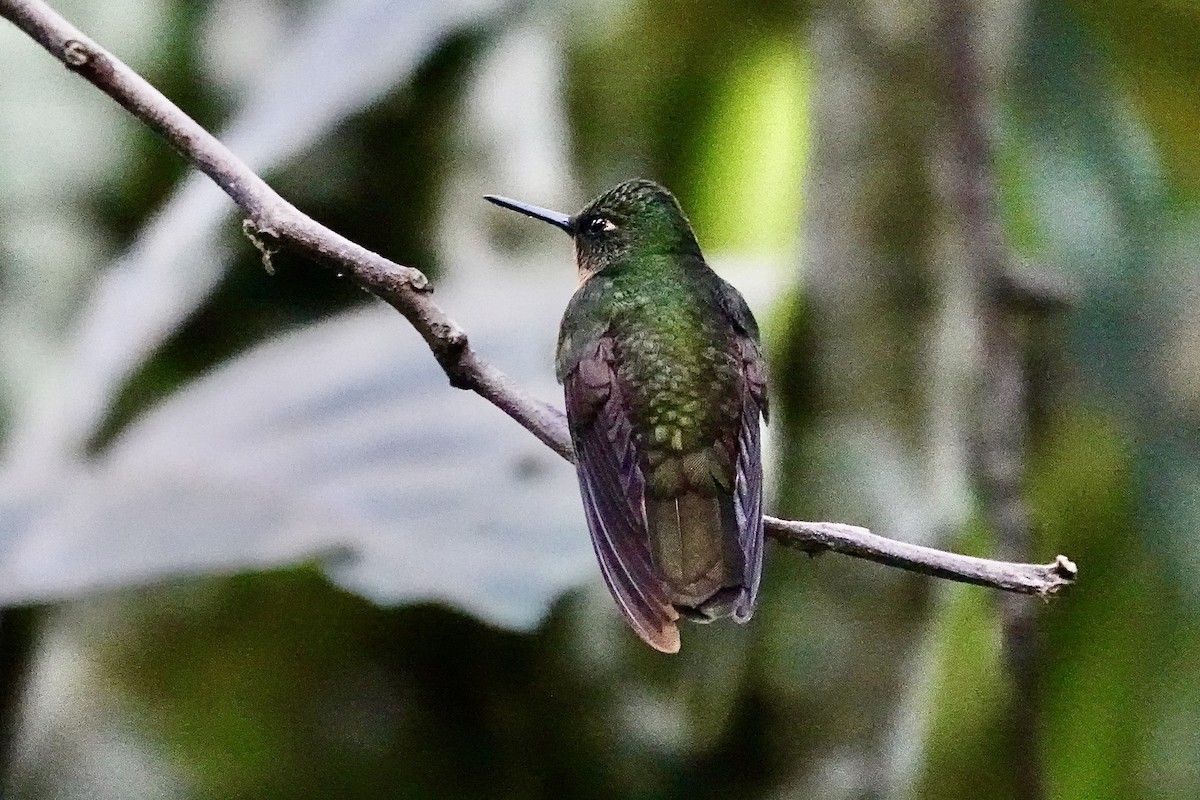 Rotbauchkolibri - ML641606144