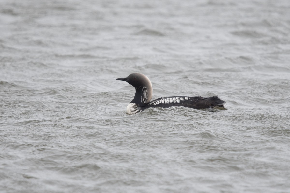 Pacific Loon - ML641606145