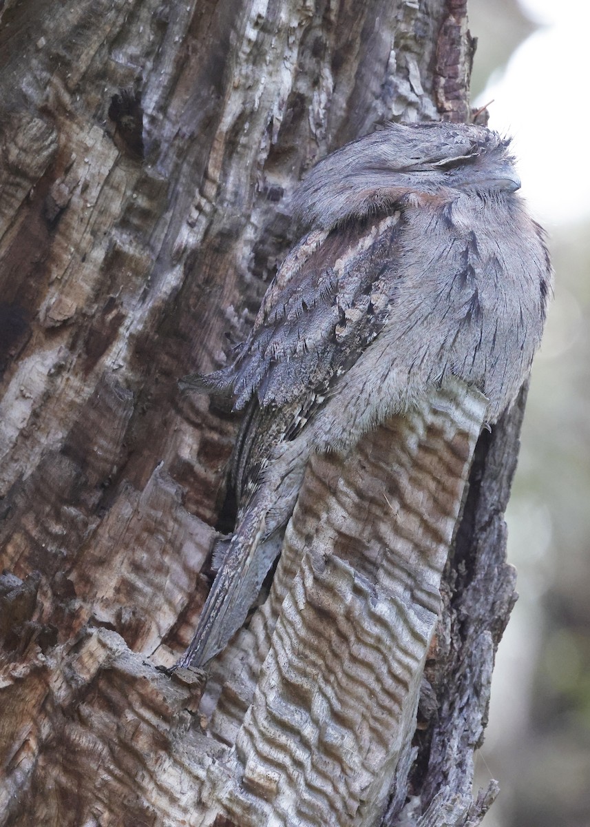 Tawny Frogmouth - ML641606165