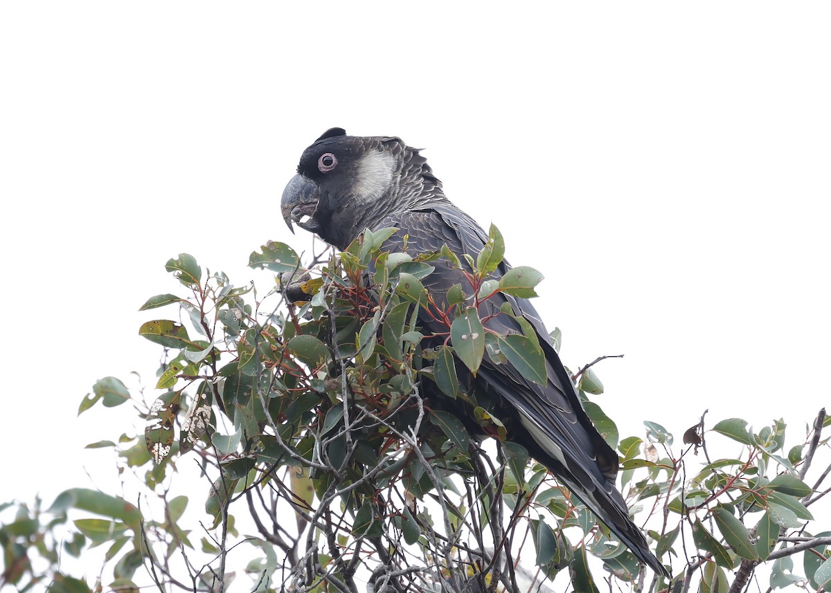 Baudin's Black-Cockatoo - ML641606182