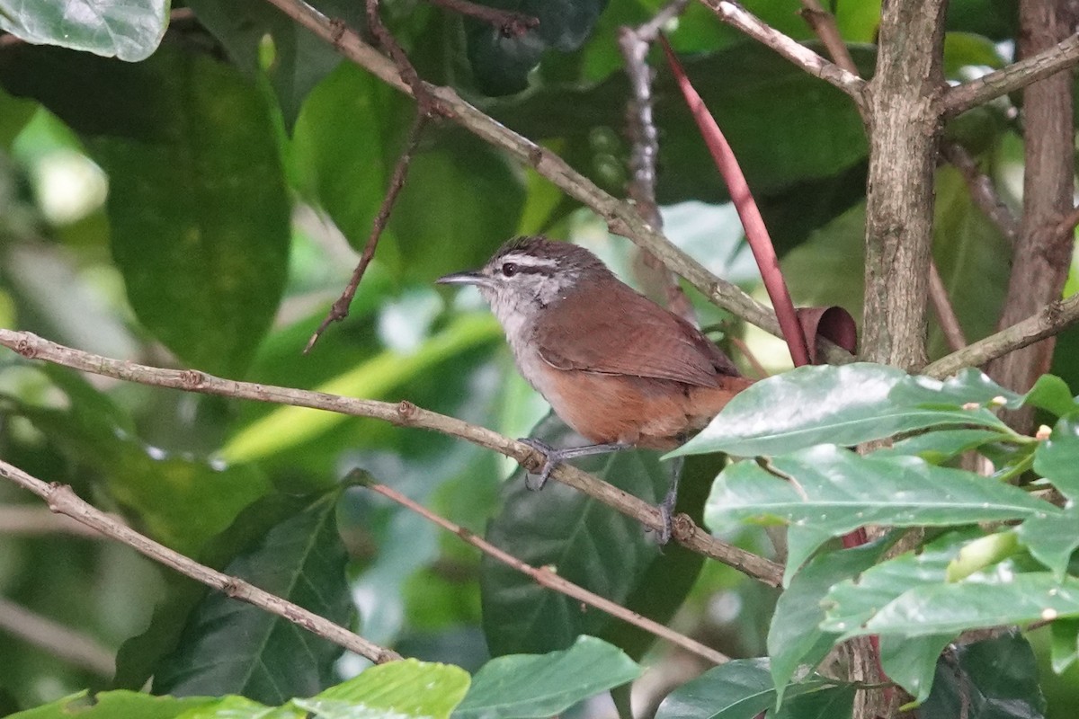 Cabanis's Wren - ML641606206