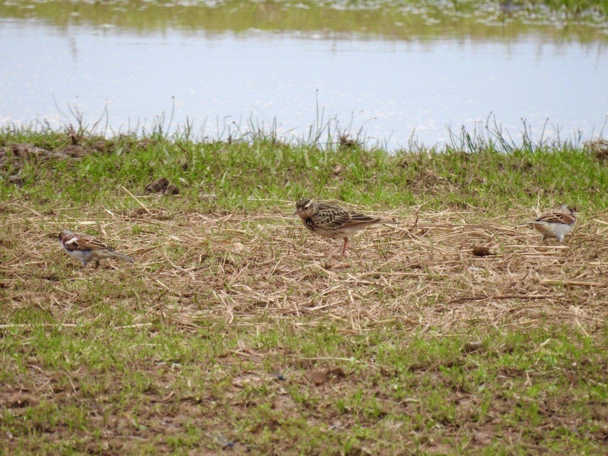 Indochinese Bushlark - ML641606215