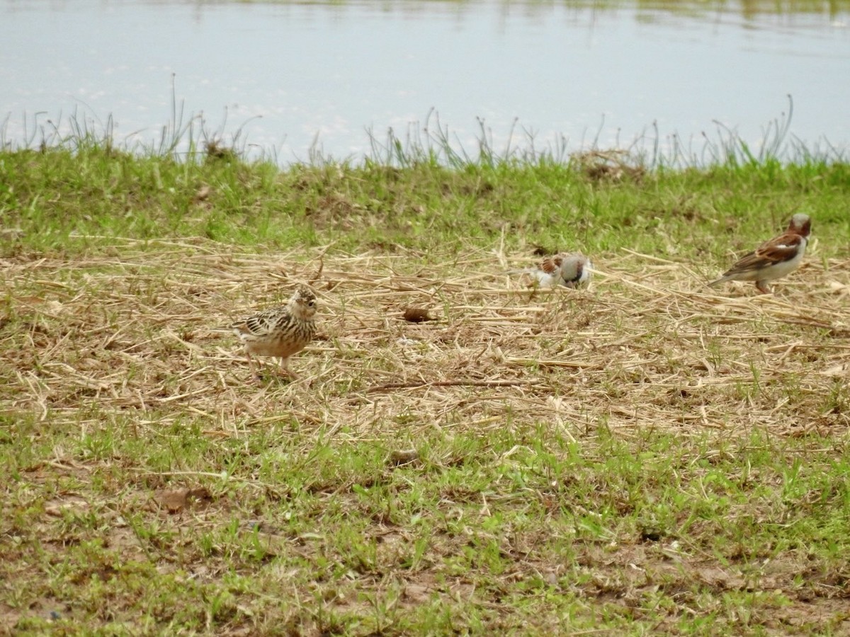Indochinese Bushlark - ML641606216