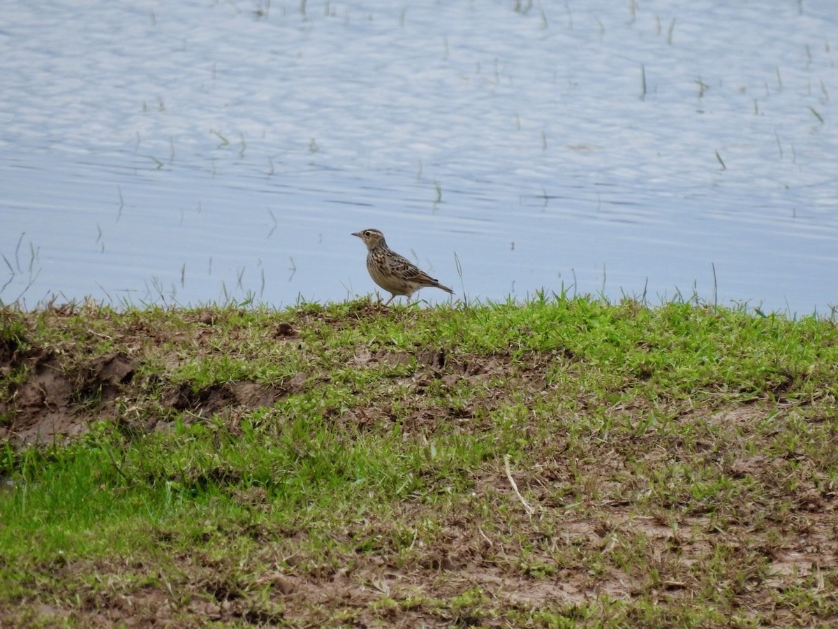 Oriental Skylark - ML641606219