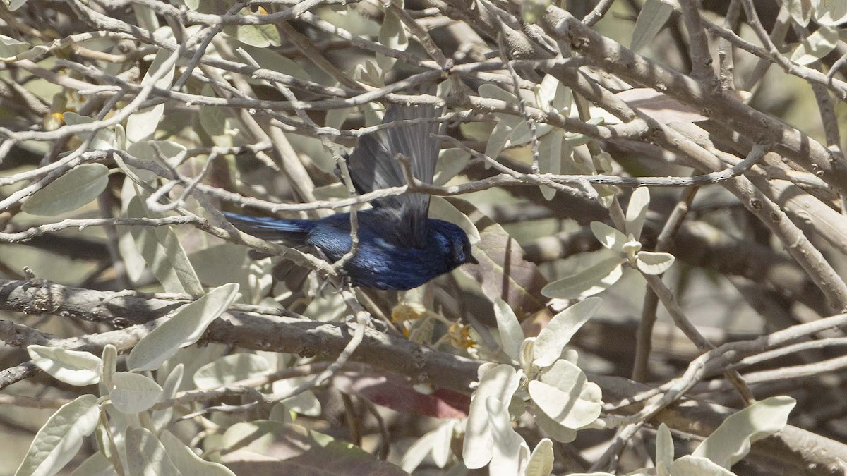 Tit-like Dacnis - ML641606277
