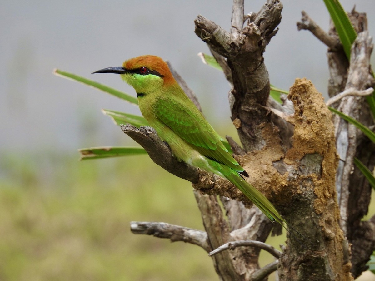 Asian Green Bee-eater - ML641606278