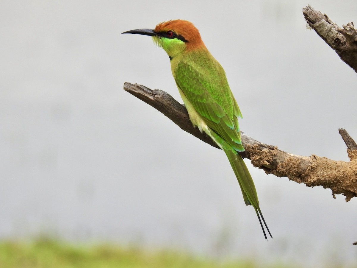 Asian Green Bee-eater - ML641606279