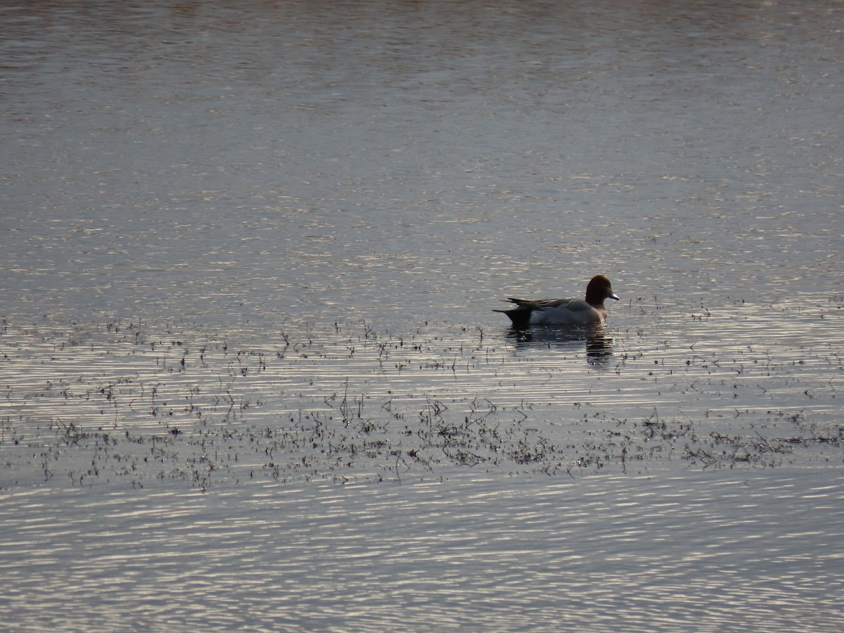Eurasian Wigeon - ML641606316