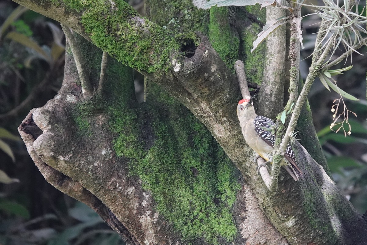 Hoffmann's Woodpecker - ML641606330