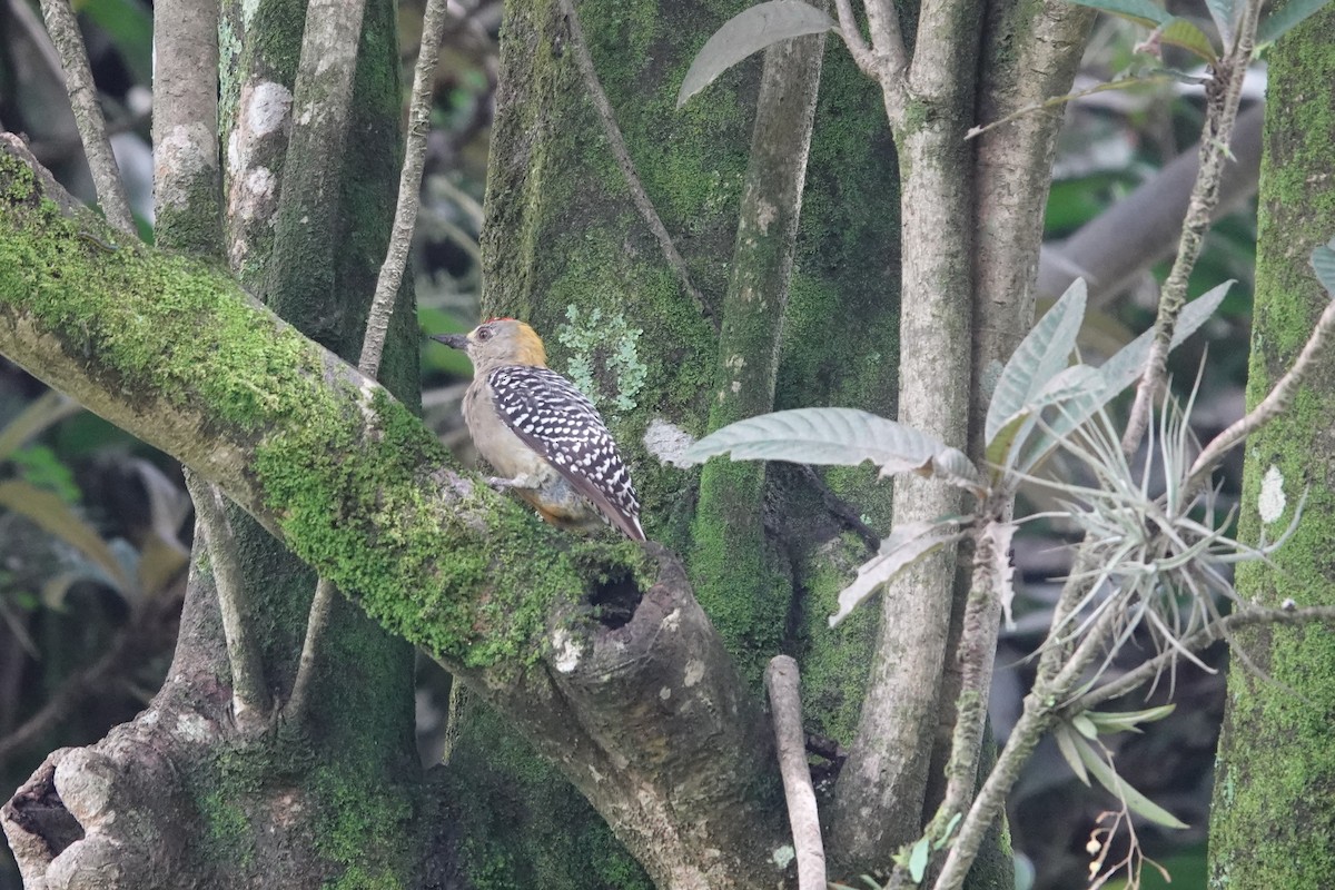 Hoffmann's Woodpecker - ML641606333